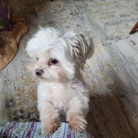 Sugar Creek Animal Hospital: Ensley Stephanie DVM ico