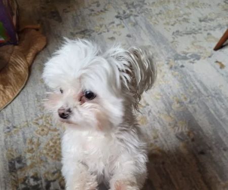 Sugar Creek Animal Hospital: Ensley Stephanie DVM