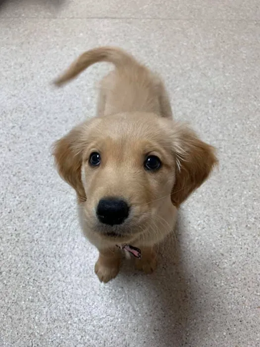 Sugar Creek Animal Hospital Picture 3