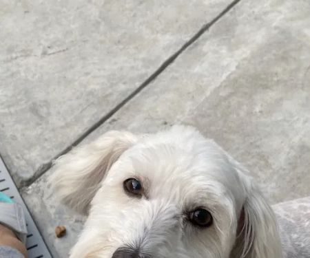 Sugar Creek Animal Hospital