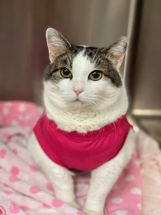 Sugar Creek Animal Hospital Picture 9