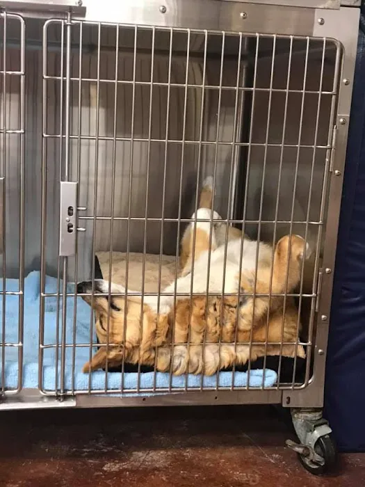 Sugar Creek Animal Hospital Picture 8