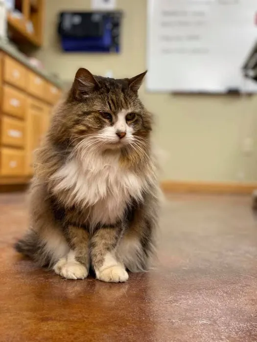 Sugar Creek Animal Hospital Picture 6