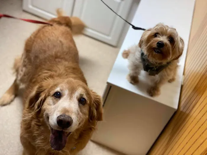 Sugar Creek Animal Hospital Picture 7