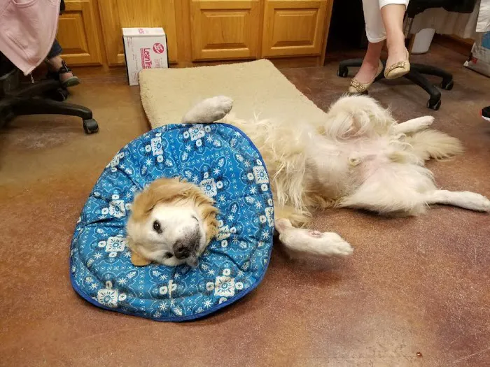 Sugar Creek Animal Hospital Picture 10