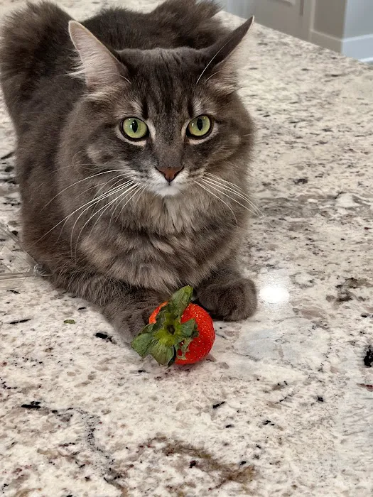 Oak View Animal Clinic Picture 2