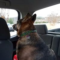 Oak View Animal Clinic ico