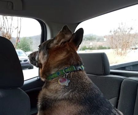 Oak View Animal Clinic