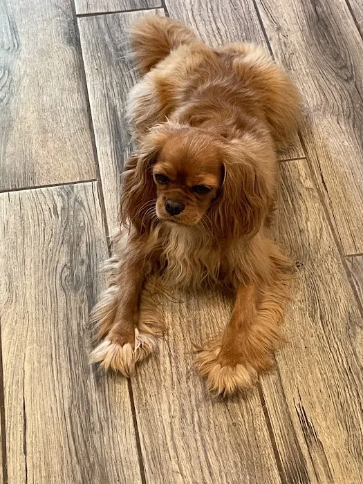 Oak View Animal Clinic Picture 3