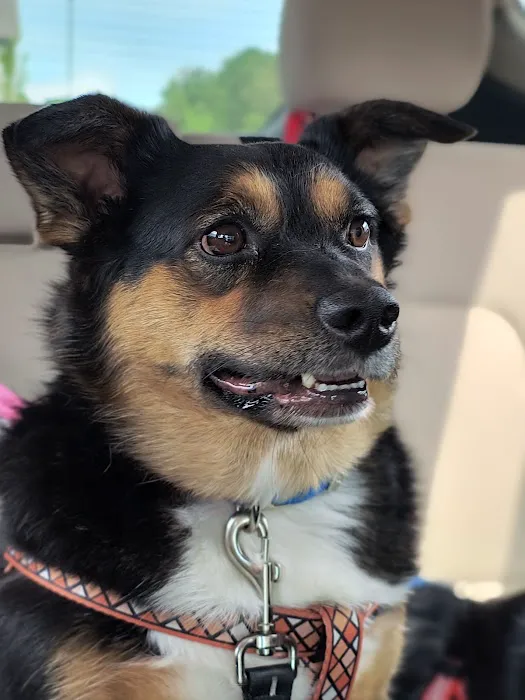 Oak View Animal Clinic Picture 7