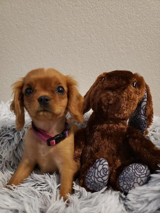 Oak View Animal Clinic Picture 6