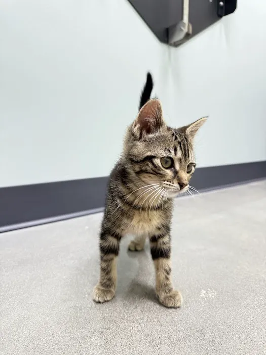 Embrace Vet Care Picture 6