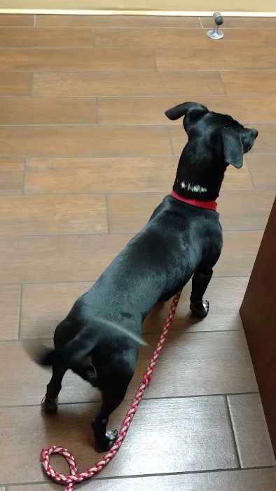 Animal Hospital Of Centerton Picture 1