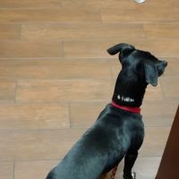 Animal Hospital Of Centerton ico