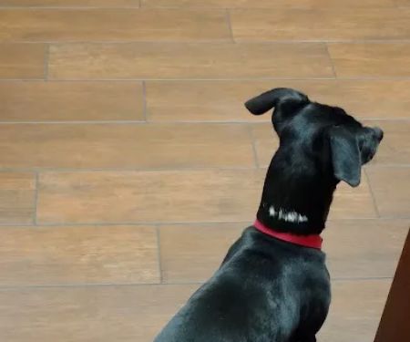 Animal Hospital Of Centerton