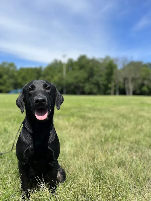Animal Hospital Of Centerton Picture 3