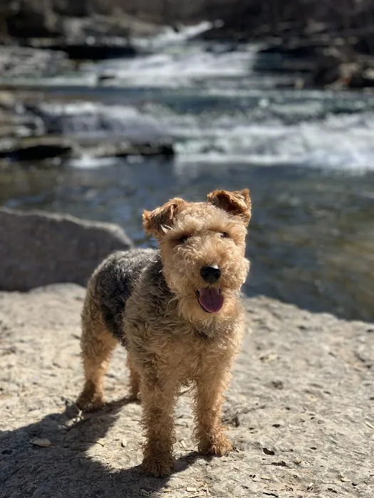 Animal Hospital Of Centerton Picture 4