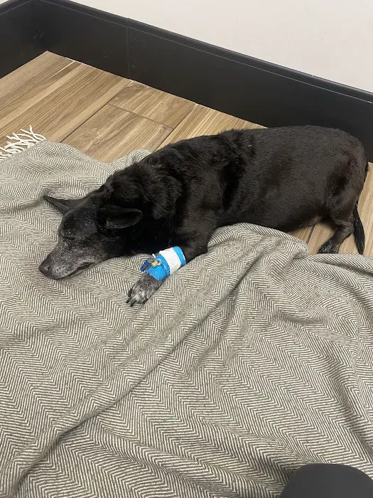 Animal Hospital Of Centerton Picture 2