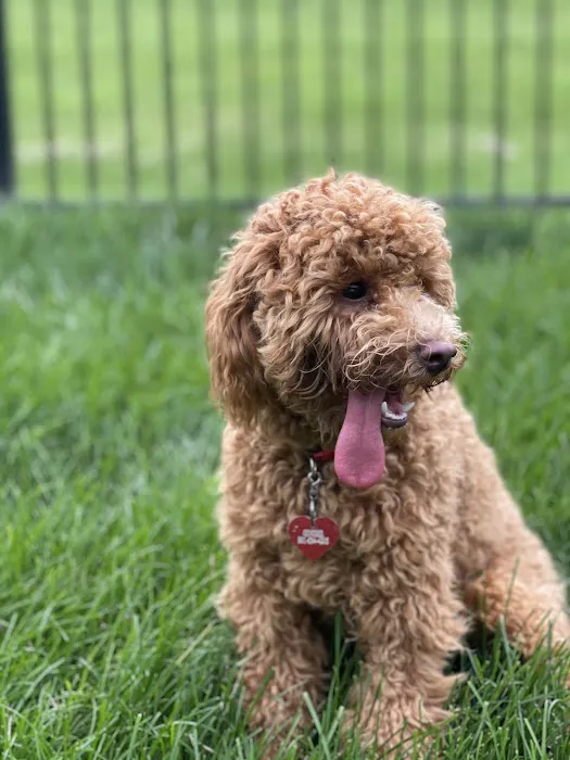 Animal Hospital Of Centerton Picture 6