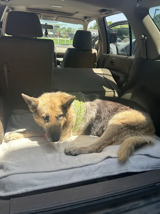 Animal Hospital Of Centerton Picture 8