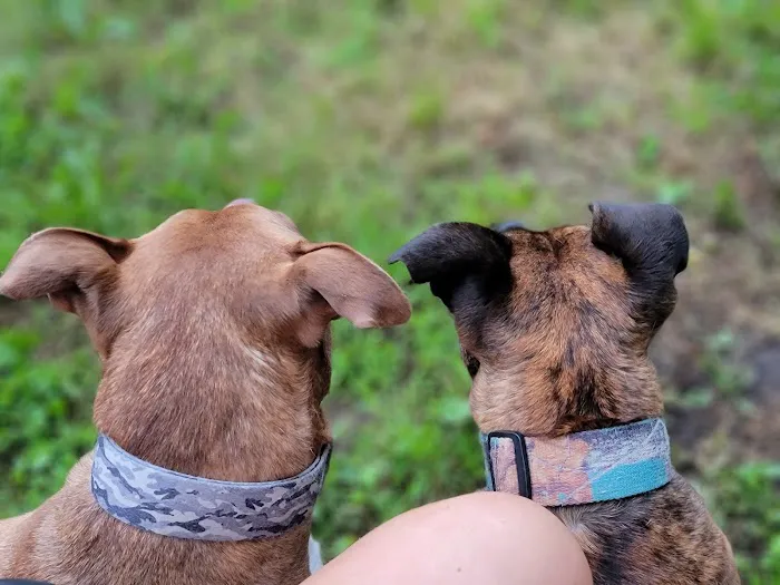 Animal Hospital Of Centerton Picture 10