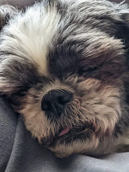 Animal Hospital Of Centerton Picture 7