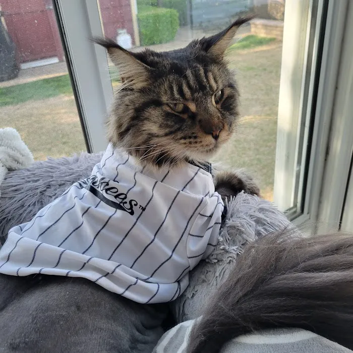 All Pets Animal Hospital (Bentonville) Picture 4