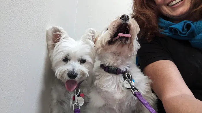 All Pets Animal Hospital (Bentonville) Picture 1