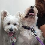 All Pets Animal Hospital (Bentonville)