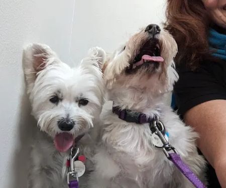 All Pets Animal Hospital (Bentonville)