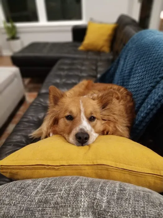 All Pets Animal Hospital (Bentonville) Picture 5