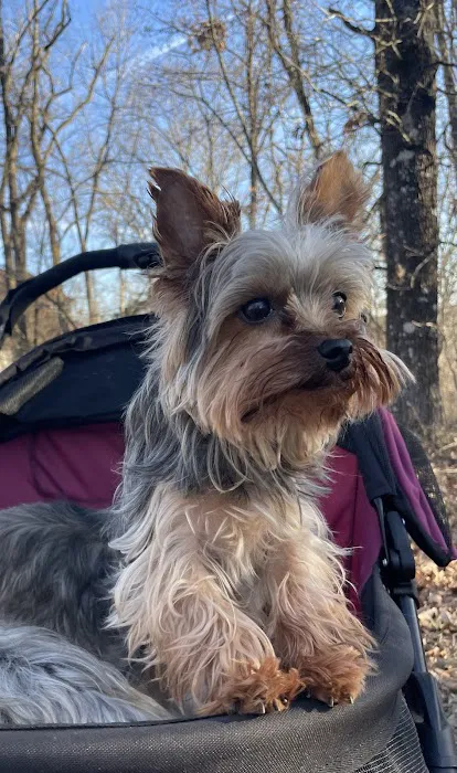 All Pets Animal Hospital (Bentonville) Picture 2