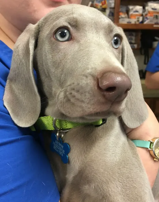 All Pets Animal Hospital (Bentonville) Picture 3