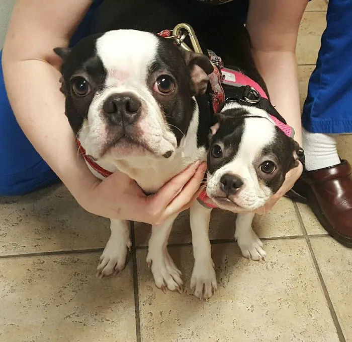 All Pets Animal Hospital (Bentonville) Picture 9