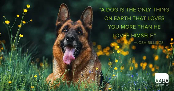 All Pets Animal Hospital (Bentonville) Picture 7