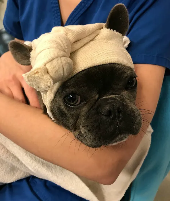 All Pets Animal Hospital (Bentonville) Picture 8