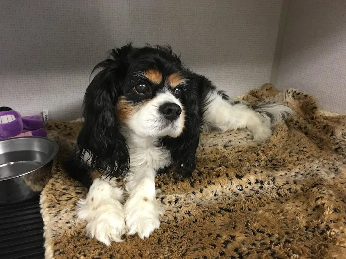 All Pets Animal Hospital (Bentonville) Picture 6