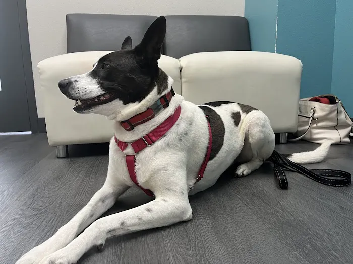 midCITIES Animal Hospital Picture 3