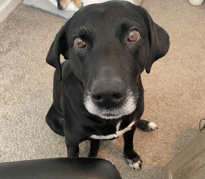 midCITIES Animal Hospital Picture 2