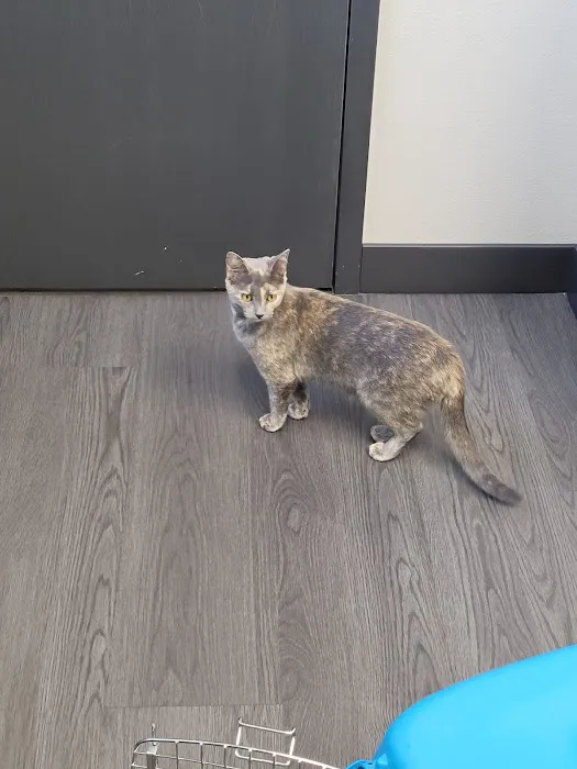 midCITIES Animal Hospital Picture 5