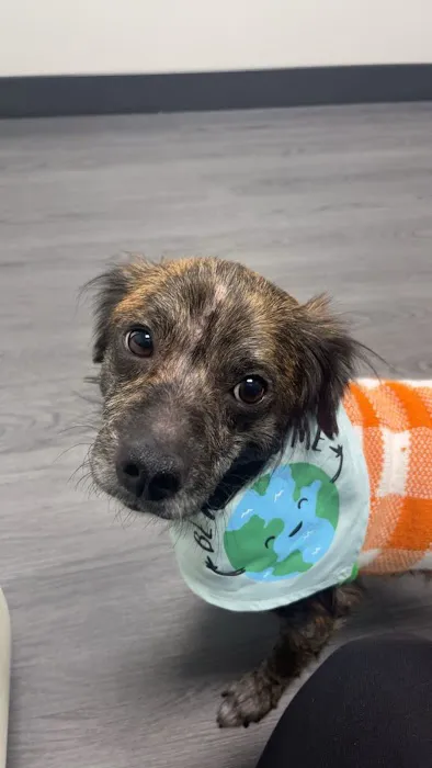 midCITIES Animal Hospital Picture 7