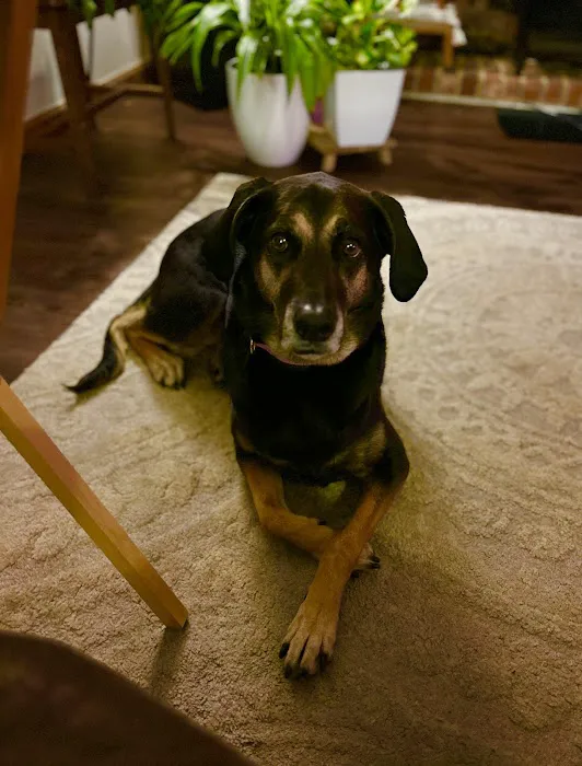 midCITIES Animal Hospital Picture 9