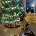 Grove Small Animal Hospital