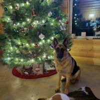 Grove Small Animal Hospital ico