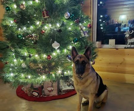 Grove Small Animal Hospital