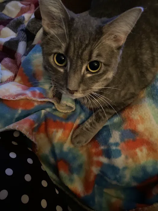 Grove Small Animal Hospital Picture 2