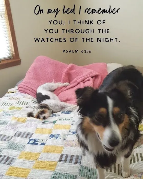 Grove Small Animal Hospital Picture 5