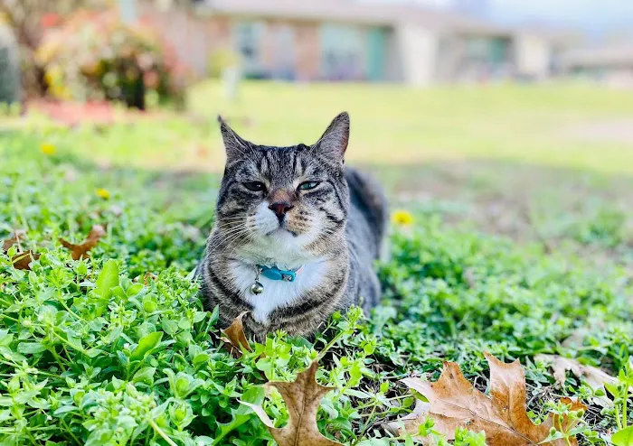 Grove Small Animal Hospital Picture 4