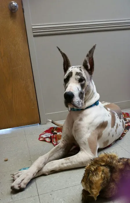 Grove Small Animal Hospital Picture 8