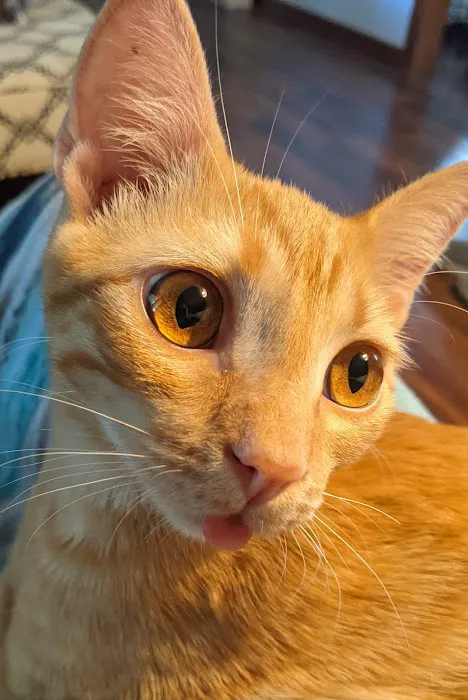 Grove Small Animal Hospital Picture 9